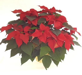 Large Red Poinsettia from Lagana Florist in Middletown, CT