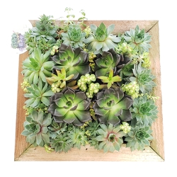 Succulent Frame from Lagana Florist in Middletown, CT
