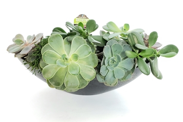 Succulent Boat from Lagana Florist in Middletown, CT