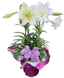 Double Easter Lily Plant from Lagana Florist in Middletown, CT