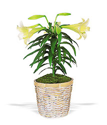 Easter Lily Plant from Lagana Florist in Middletown, CT