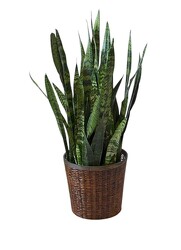 SANSEVIERIA (SNAKE PLANT) from Lagana Florist in Middletown, CT