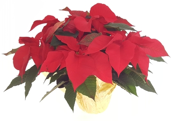 Poinsettia Plant from Lagana Florist in Middletown, CT