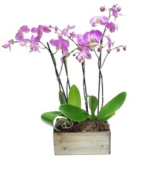 Orchid Duo from Lagana Florist in Middletown, CT