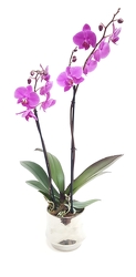 Double Purple Orchid from Lagana Florist in Middletown, CT