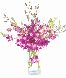 Modern Orchids from Lagana Florist in Middletown, CT