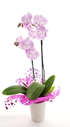 Cupids Double Orchid  from Lagana Florist in Middletown, CT