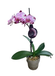 Single Polka Dot Orchid from Lagana Florist in Middletown, CT