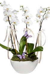 White Elegant Orchid Duo from Lagana Florist in Middletown, CT