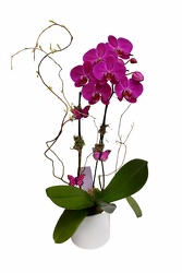 Double Purple Orchid Deluxe from Lagana Florist in Middletown, CT
