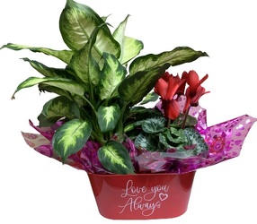 Love You Always Plant Duo from Lagana Florist in Middletown, CT
