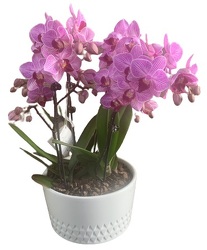 Mini Orchid Planter from Lagana Florist in Middletown, CT