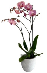 Moms Double Orchid from Lagana Florist in Middletown, CT