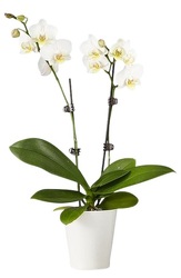 White Double Orchid from Lagana Florist in Middletown, CT